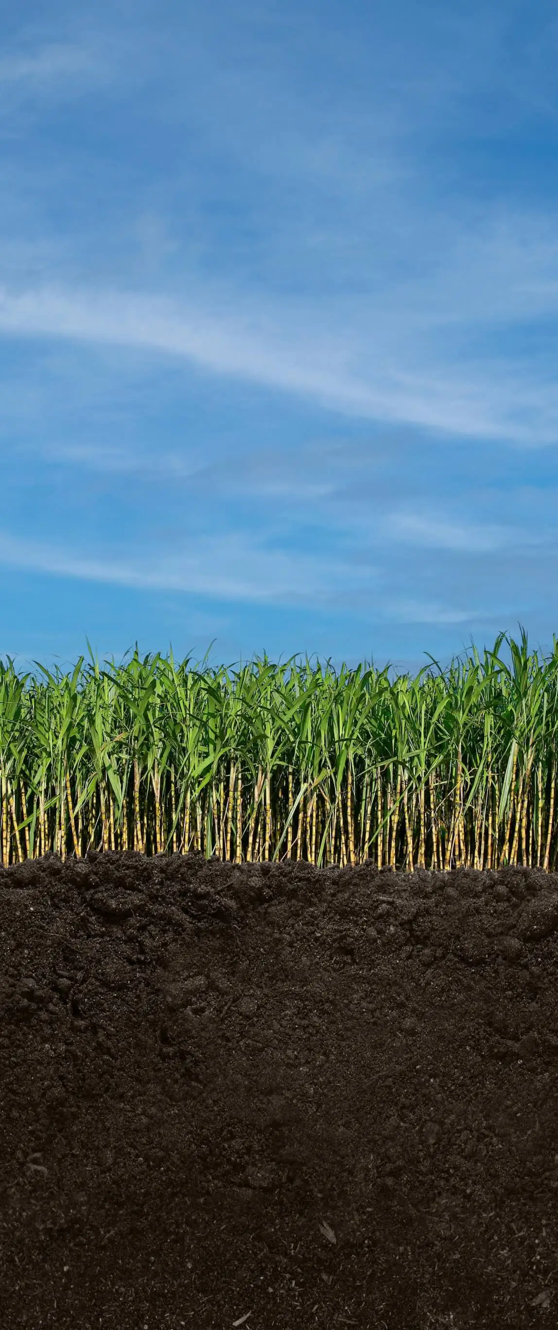 Mobile Background Image